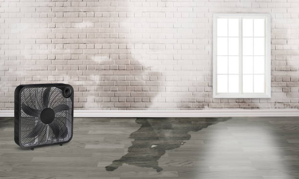 Best Water damage restoration services  in Venetian Vlage, IL